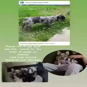 lost male dog smokey/guapo