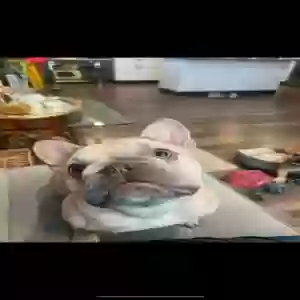 lost female dog kiwi