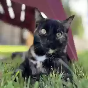 lost female cat marble