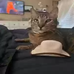 lost male cat john wayne