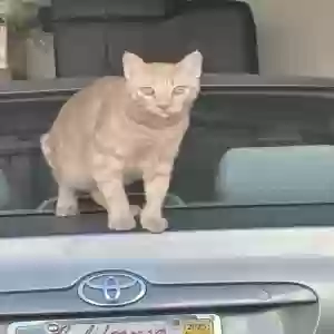 lost male cat cheeto
