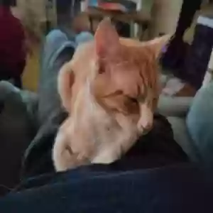 lost female cat nasa
