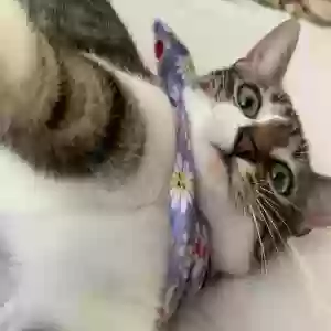 lost female cat camry