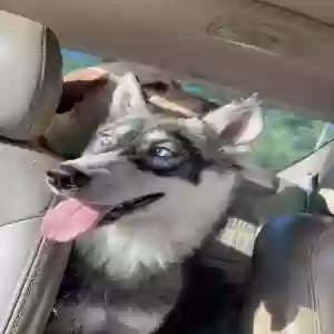 lost female dog tallulah