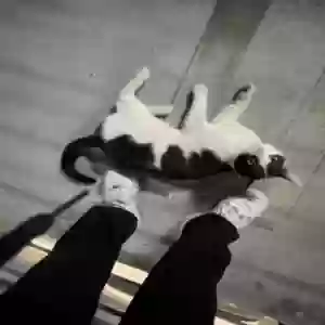 lost male cat milk