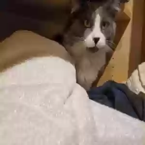 lost male cat rajah