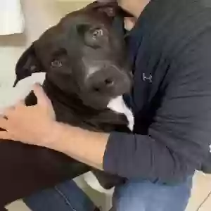 found male dog nova (what we are calling him)