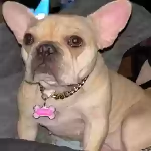 lost female dog canela