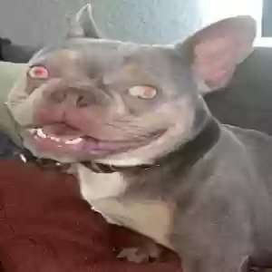 lost male dog blue