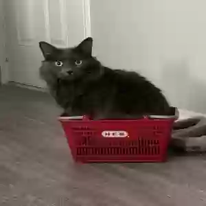 lost female cat delilah rae