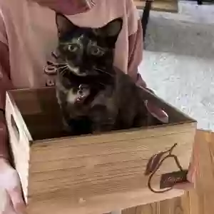 lost female cat cinnamon