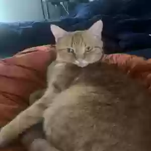 lost male cat opal