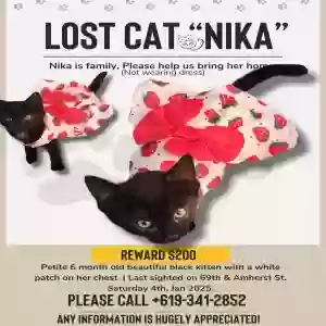 lost female cat nika