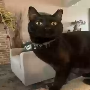 lost male cat mister
