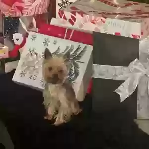lost male dog yeti