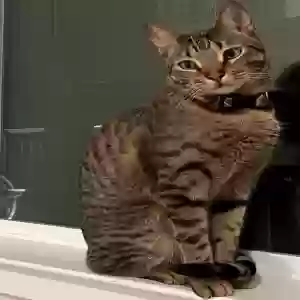lost male cat kobe