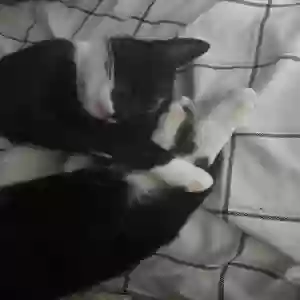 found female cat unknown