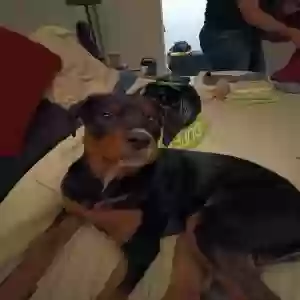 lost female dog sadie
