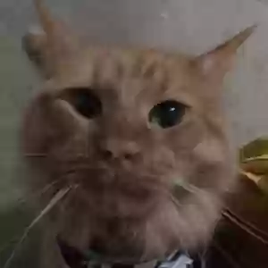 lost male cat yoshi