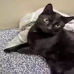 lost male cat unknown