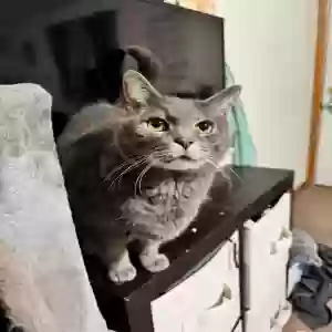 lost male cat milo