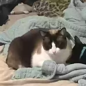 lost male cat dash