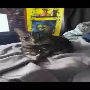 lost male cat unknown