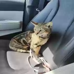 lost female cat toast