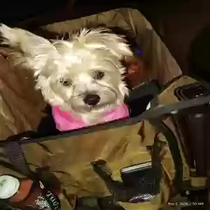 lost female dog molly