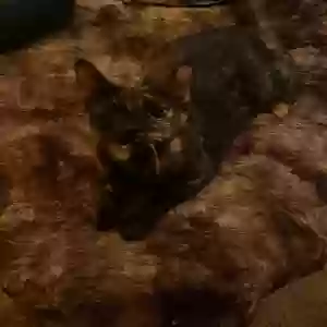 lost female cat izzy