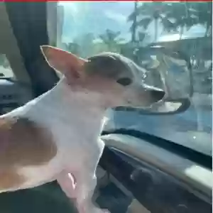 lost male dog unknown