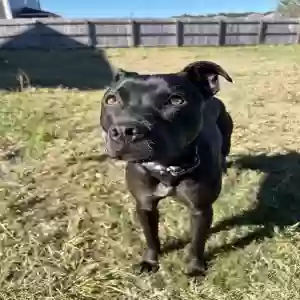 lost female dog luna also goes by bean
