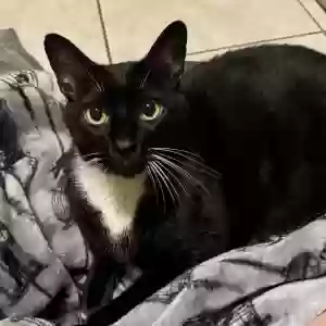 lost male cat loki