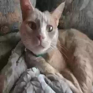 lost female cat sophie