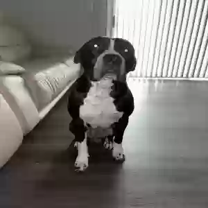 lost male dog jax