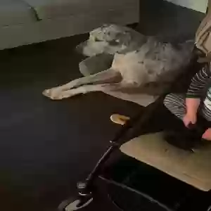 lost female dog gigi