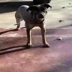 found male dog unknown