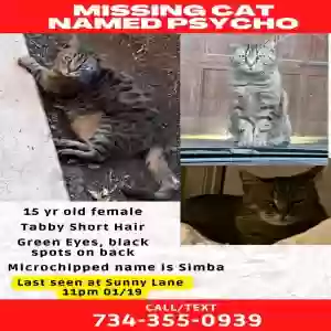 lost female cat unknown