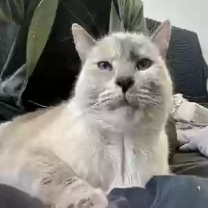 lost female cat suki