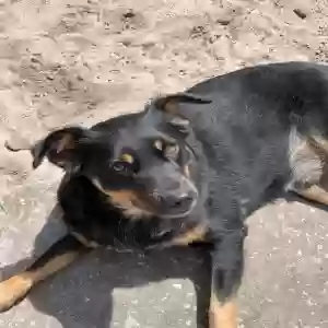 lost male dog donut$1000reward