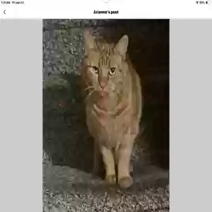 lost female cat pancake