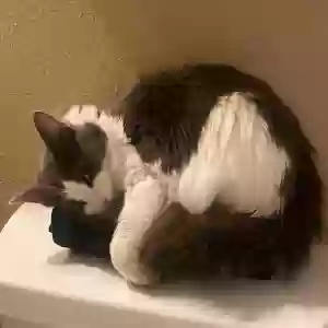 lost female cat sakura