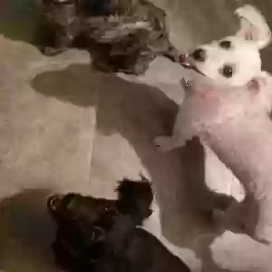 lost female dog cece mother /jumper daughter