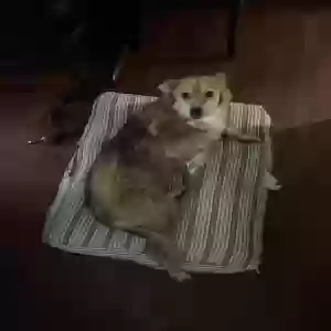 lost female dog honey