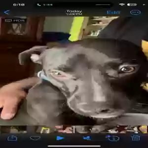 lost male dog bleu