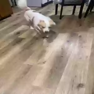 lost male dog luke
