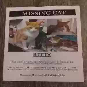 lost male cat bitty