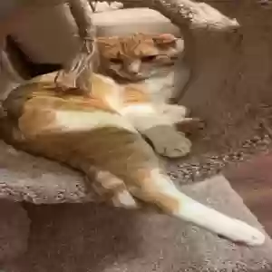lost male cat butters
