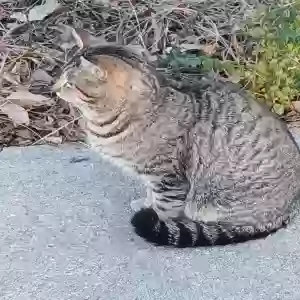 found male cat unknown