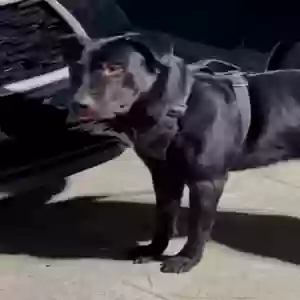lost male dog bruno